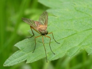 Lampen, denen die Insekten widerstehen