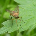 LED: Lampen, denen die Insekten widerstehen