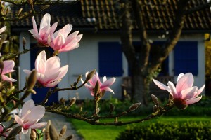 Magnolien im Fruehlingsgarten